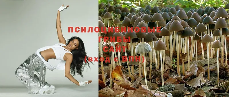 блэк спрут сайт  Туймазы  Псилоцибиновые грибы Magic Shrooms 